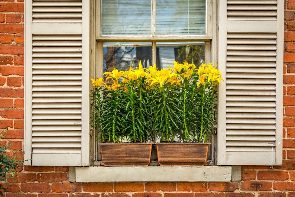 window shutters